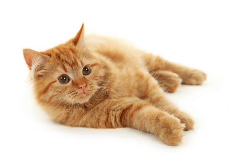 chat-calim Redhead long hair kitten isolated on white